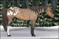 Horse Color:Bay Dun Appaloosa
