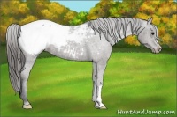 Horse Color:Smoky Black Appaloosa 