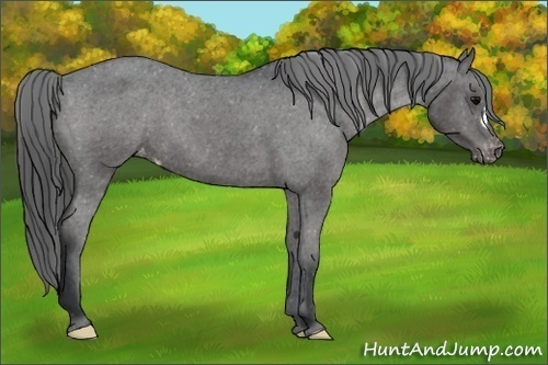 Horse Color:Black Appaloosa 