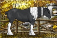 Horse Color:Black Tobiano 