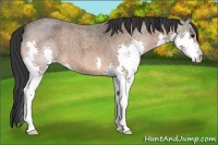 Horse Color:Bay Roan Splash