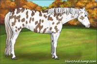 Horse Color:Liver Chestnut Appaloosa 