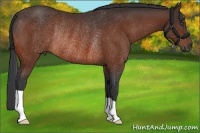 Horse Color:Bay Rabicano 