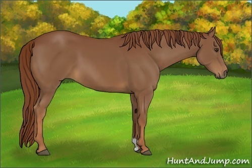 Horse Color:Chestnut 