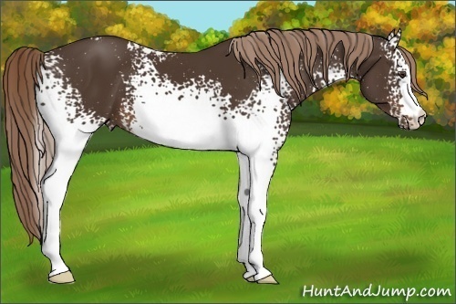 Horse Color:White Spotted Liver Chestnut 