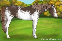 Horse Color:White Spotted Liver Chestnut 