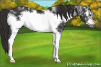 Horse Color:White Spotted Liver Chestnut Frame