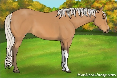 Horse Color:Silver Bay