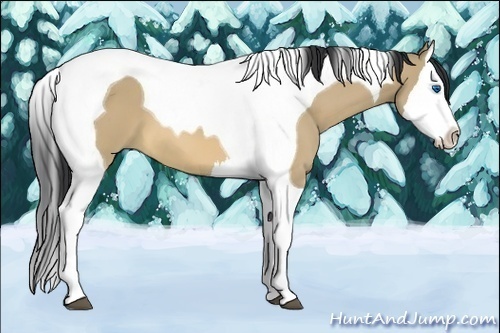 Horse Color:Bay Dun Splash Tobiano 