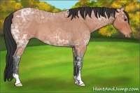 Horse Color:Bay Ice Roan 