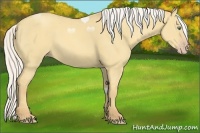 Horse Color:Silver Classic Cream Champagne Dun