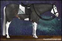 Horse Color:Liver Chestnut Splash 