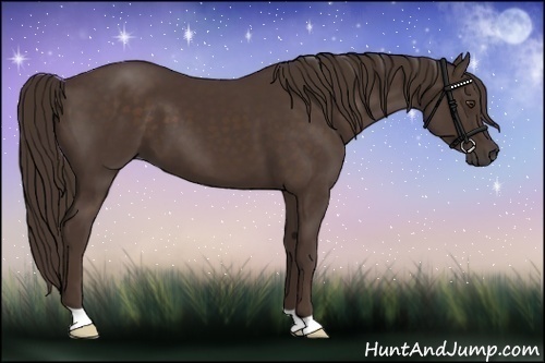 Horse Color:Liver Chestnut 