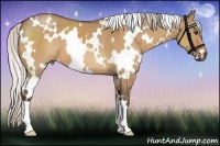 Horse Color:White Spotted Silver Bay Dun