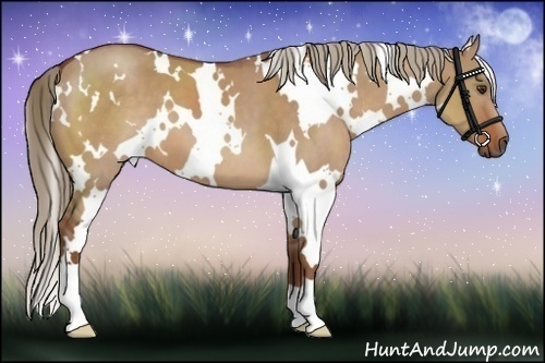 Horse Color:White Spotted Red Dun 