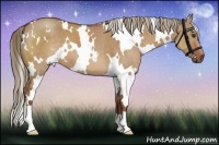 Horse Color:White Spotted Red Dun