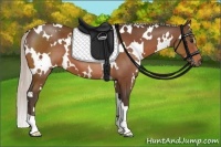 Horse Color:White Spotted Silver Bay 