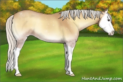 Horse Color:Silver Buckskin Onyx Splash 