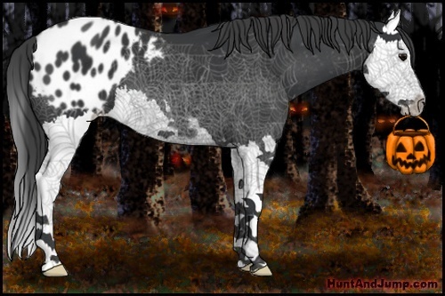 Horse Color:Black Sabino Splash Appaloosa 