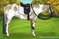 Horse Color:White Spotted Brown Dun 