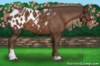 Horse Color:Liver Chestnut Sabino Appaloosa 
