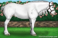 Horse Color:Black Sabino Splash 
