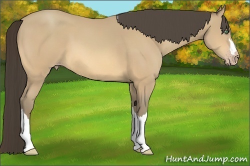 Horse Color:Amber Cream Champagne 