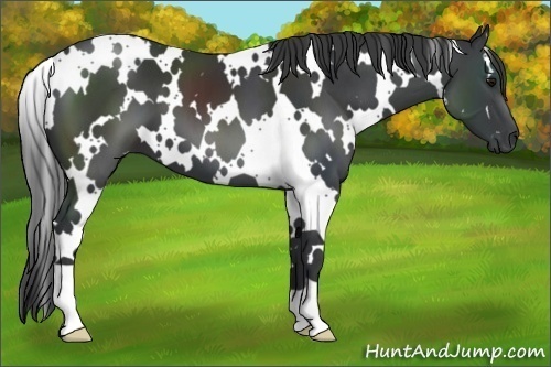 Horse Color:White Spotted Black