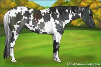 Horse Color:White Spotted Black