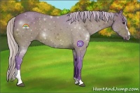 Horse Color:Watercolor Silver Bay Sabino 