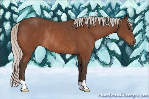 Horse Color:Silver Brown Rabicano 