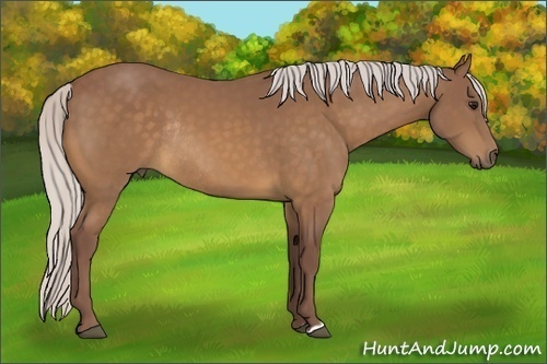 Horse Color:Chocolate Silver Buckskin Rabicano