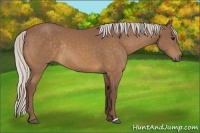 Horse Color:Chocolate Silver Buckskin Rabicano