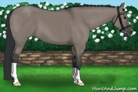 Horse Color:Grullo 