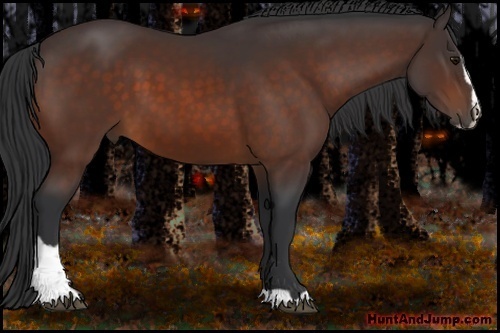Horse Color:Bay Sabino