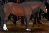 Horse Color:Bay Sabino 
