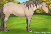 Horse Color:Amber Champagne Appaloosa 