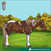 Horse Color:White Spotted Liver Chestnut Tobiano 
