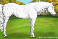Horse Color:Gray Black Leopard