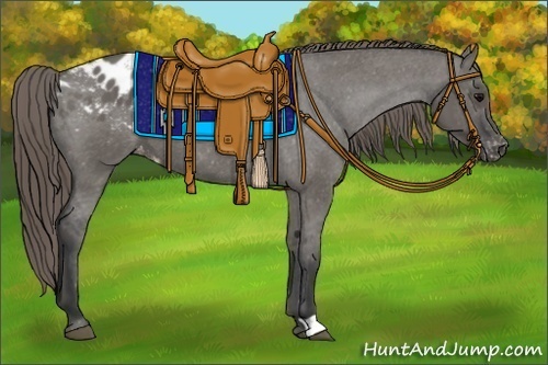 Horse Color:Grullo Appaloosa 