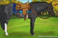 Horse Color:Black Rabicano 