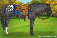 Horse Color:Black Appaloosa