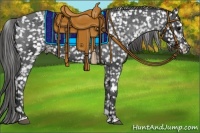 Horse Color:Black Appaloosa