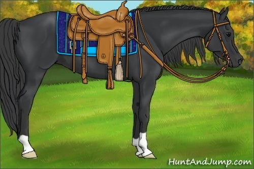 Horse Color:Black 