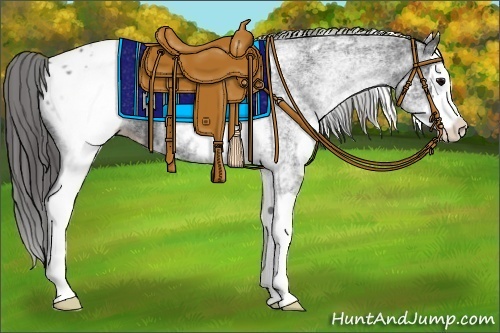 Horse Color:White Spotted Black Splash Appaloosa 