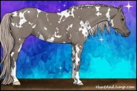 Horse Color:White Spotted Silver Grullo 