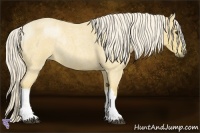 Horse Color:Palomino Roan Rabicano