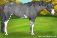 Horse Color:Black Sabino Appaloosa Rabicano