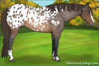 Horse Color:Brown Sabino Near Leopard Rabicano