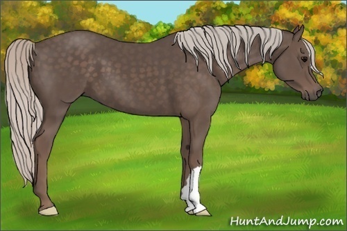Horse Color:Silver Black